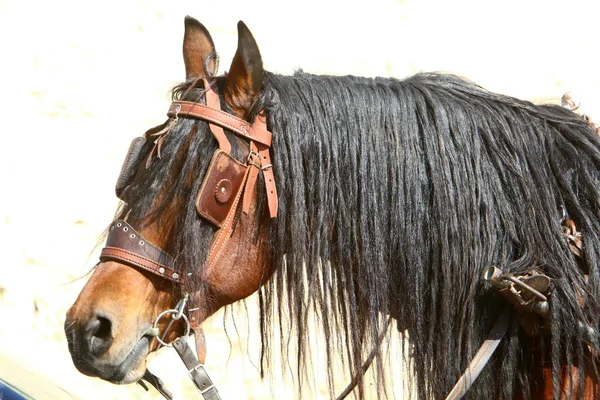 Retrato Cavalo Uma Clareira Parque Cidade — Fotografia de Stock