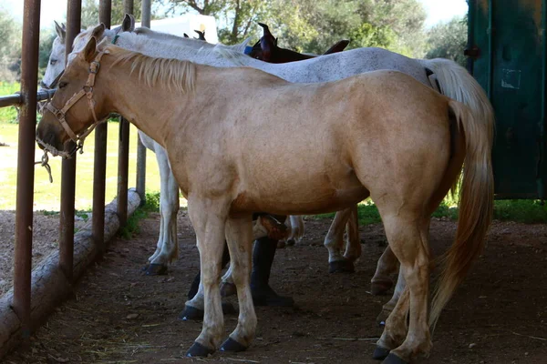 Ritratto Cavallo Una Radura Parco Cittadino — Foto Stock