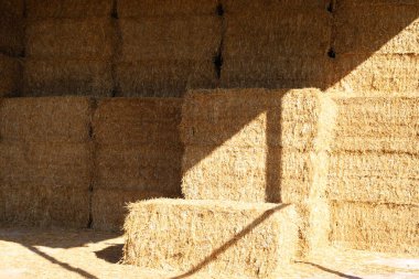 Çiftlik hayvanlarını beslemek için kuru saman ve saman İsrail 'de kollektif bir tarlada yatıyor. 