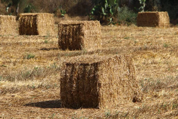 Heno Seco Paja Para Alimentación Del Ganado Encuentra Campo Agrícola — Foto de Stock