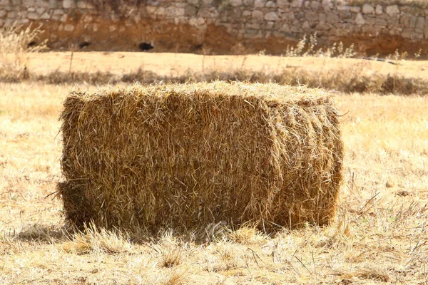 Dry Hay Straw Livestock Feed Lies Collective Farm Field Israel — Stock Photo, Image