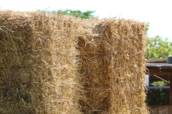 Feno Seco Palha Para Alimentação Animal Estão Campo Fazenda Coletiva — Fotografia de Stock