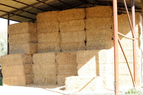 Feno Seco Palha Para Alimentação Animal Estão Campo Fazenda Coletiva — Fotografia de Stock