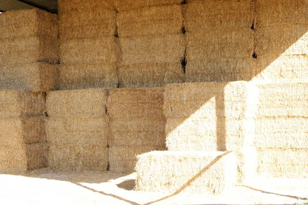 家畜の飼料用の乾燥干し草とわらはイスラエルの集団農場にあります — ストック写真