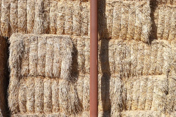 Dry Hay Straw Livestock Feed Lies Collective Farm Field Israel — Stock Photo, Image