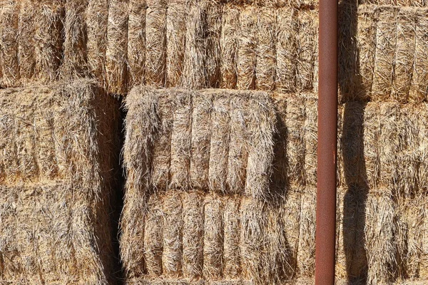 Dry Hay Straw Livestock Feed Lies Collective Farm Field Israel — Stock Photo, Image
