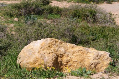 Taşlar, Kuzey İsrail 'deki Akdeniz' deki bir şehir parkında yatıyor. 