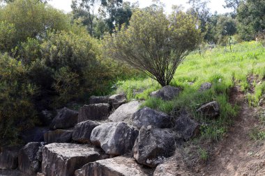 Taşlar, Kuzey İsrail 'deki Akdeniz' deki bir şehir parkında yatıyor. 