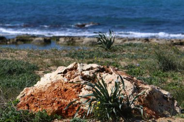 Taşlar, Kuzey İsrail 'deki Akdeniz' deki bir şehir parkında yatıyor. 
