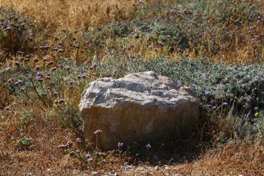 Taşlar, Kuzey İsrail 'deki Akdeniz' deki bir şehir parkında yatıyor. 