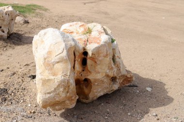 Taşlar, Kuzey İsrail 'deki Akdeniz' deki bir şehir parkında yatıyor. 