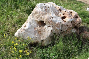 Taşlar, Kuzey İsrail 'deki Akdeniz' deki bir şehir parkında yatıyor. 