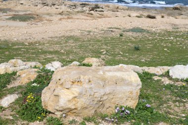 Taşlar, Kuzey İsrail 'deki Akdeniz' deki bir şehir parkında yatıyor. 