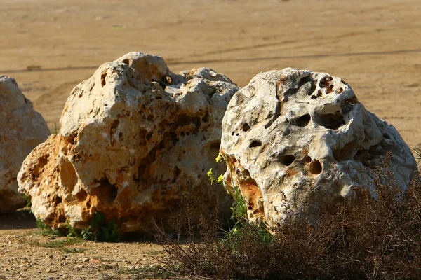Piedras Encuentran Parque Ciudad Mar Mediterráneo Norte Israel —  Fotos de Stock