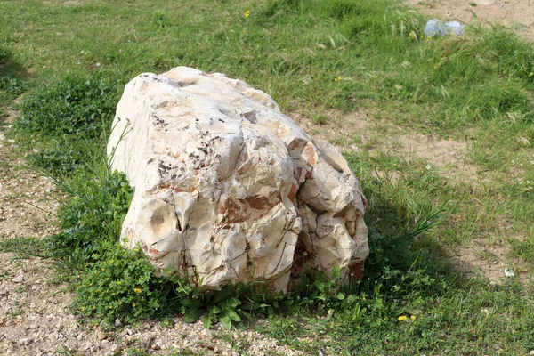 Taşlar Kuzey Srail Deki Akdeniz Deki Bir Şehir Parkında Yatıyor — Stok fotoğraf