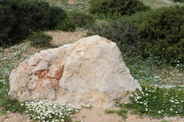 Taşlar, Kuzey İsrail 'deki Akdeniz' deki bir şehir parkında yatıyor. 