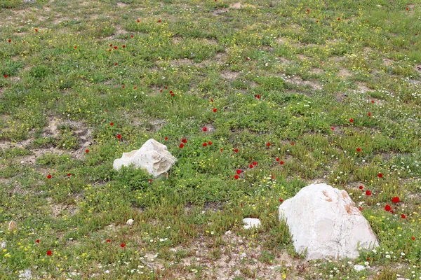 Kameny Leží Městském Parku Středozemním Moři Severním Izraeli — Stock fotografie