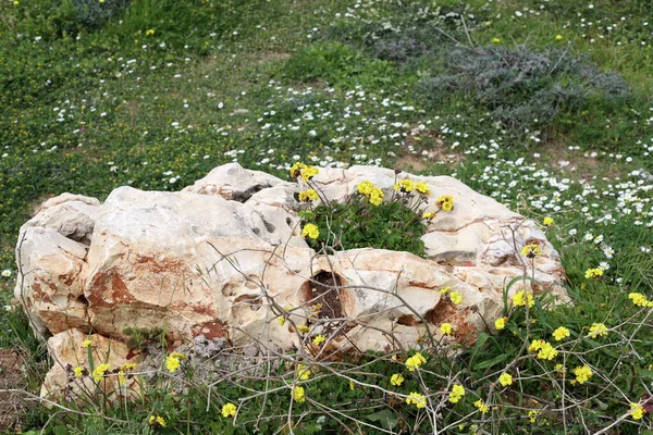 Piedras Encuentran Parque Ciudad Mar Mediterráneo Norte Israel — Foto de Stock