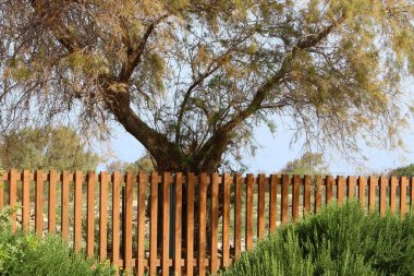 Yeşil bitkiler ve çiçekler İsrail 'in kuzeyindeki bir şehir parkında uzun bir çit boyunca yetişir. 