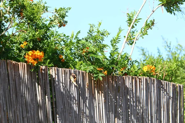 Green Plants Flowers Grow Tall Fence City Park Northern Israel — Stock Photo, Image