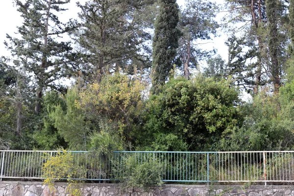 Plantas Flores Verdes Crecen Largo Una Cerca Alta Parque Ciudad — Foto de Stock