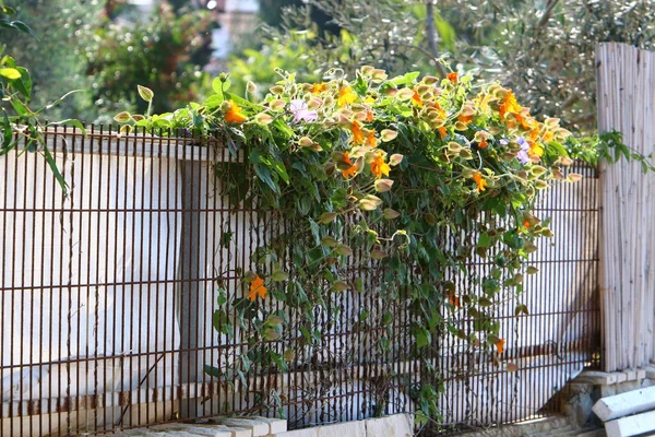 Πράσινα Φυτά Και Λουλούδια Αναπτύσσονται Κατά Μήκος Ενός Ψηλού Φράχτη — Φωτογραφία Αρχείου