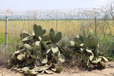 Yeşil bitkiler ve çiçekler İsrail 'in kuzeyindeki bir şehir parkında uzun bir çit boyunca yetişir. 