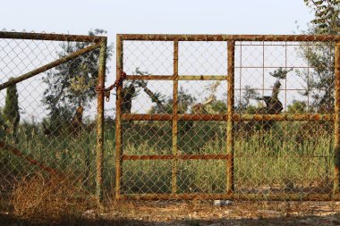 Yeşil bitkiler ve çiçekler İsrail 'in kuzeyindeki bir şehir parkında uzun bir çit boyunca yetişir. 