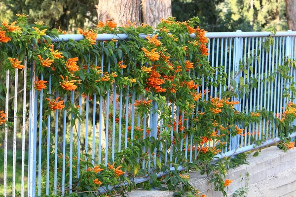 Зелені Рослини Квіти Ростуть Високому Паркані Міському Парку Півночі Ізраїлю — стокове фото