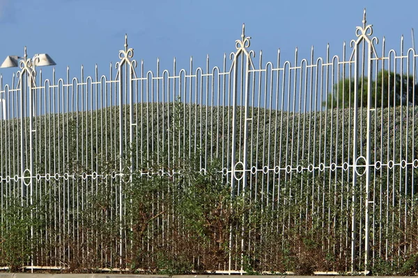 Green Plants Flowers Grow Tall Fence City Park Northern Israel — Stock Photo, Image