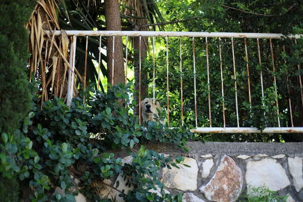 Yeşil bitkiler ve çiçekler İsrail 'in kuzeyindeki bir şehir parkında uzun bir çit boyunca yetişir. 