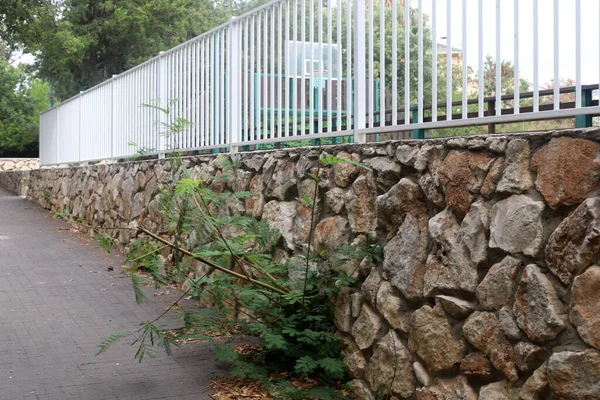 Yeşil bitkiler ve çiçekler İsrail 'in kuzeyindeki bir şehir parkında uzun bir çit boyunca yetişir. 