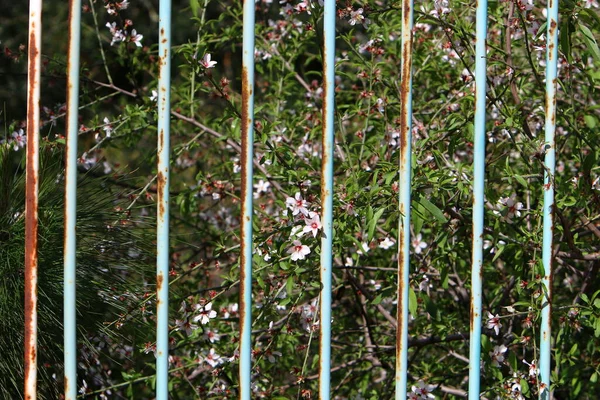 Green Plants Flowers Grow Tall Fence City Park Northern Israel — Stock Photo, Image