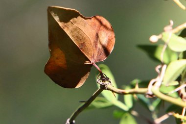 Şehir parkındaki ağaçların üzerinde çok renkli yapraklar. İsrail 'de sıcak yaz. 