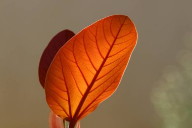 Şehir parkındaki ağaçların üzerinde çok renkli yapraklar. İsrail 'de sıcak yaz. 