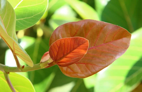 Hojas Multicolores Los Árboles Primer Plano Del Parque Ciudad Verano —  Fotos de Stock