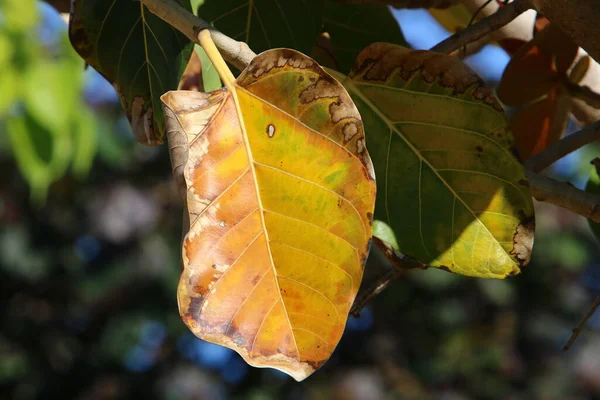 Hojas Multicolores Los Árboles Primer Plano Del Parque Ciudad Verano —  Fotos de Stock