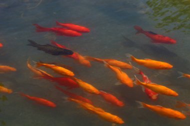 Tel Aviv 'deki tatlı su havuzunda küçük renkli balıklar yüzüyor. 
