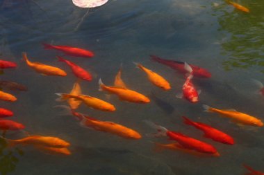 Tel Aviv 'deki tatlı su havuzunda küçük renkli balıklar yüzüyor. 