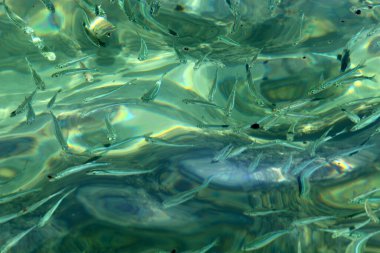 Tel Aviv 'deki tatlı su havuzunda küçük renkli balıklar yüzüyor. 