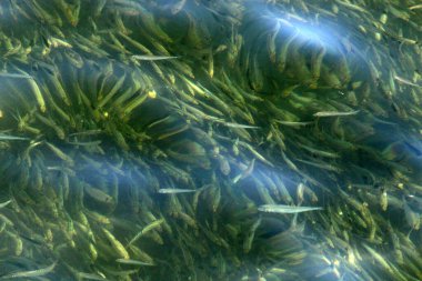 Tel Aviv 'deki tatlı su havuzunda küçük renkli balıklar yüzüyor. 