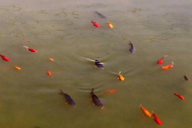 Tel Aviv 'deki tatlı su havuzunda küçük renkli balıklar yüzüyor. 