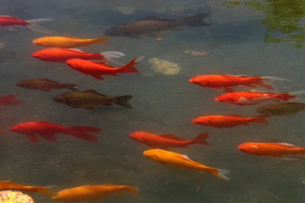 Маленькі Барвисті Риби Плавають Прісноводному Ставку Тель Авіві — стокове фото