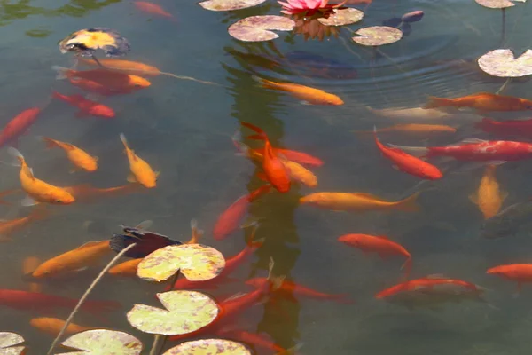 小さなカラフルな魚はテルアビブの淡水池で泳ぐ — ストック写真