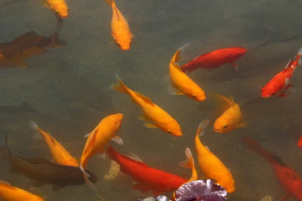 小さなカラフルな魚はテルアビブの淡水池で泳ぐ — ストック写真