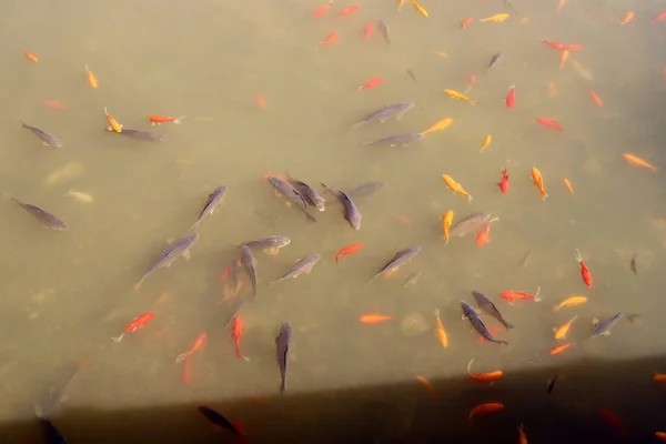 小さなカラフルな魚はテルアビブの淡水池で泳ぐ — ストック写真