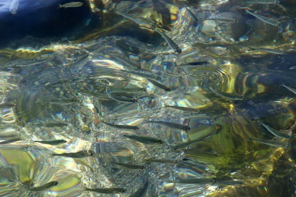 Μικρά Πολύχρωμα Ψάρια Κολυμπούν Μια Λίμνη Γλυκού Νερού Στο Τελ — Φωτογραφία Αρχείου