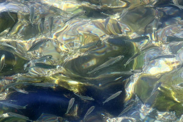 Małe Kolorowe Ryby Pływają Stawie Słodkowodnym Tel Awiwie — Zdjęcie stockowe