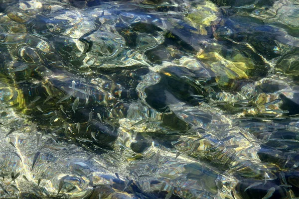 Małe Kolorowe Ryby Pływają Stawie Słodkowodnym Tel Awiwie — Zdjęcie stockowe