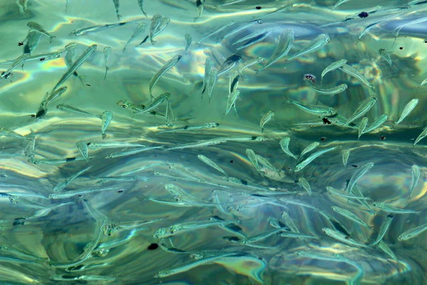 小さなカラフルな魚はテルアビブの淡水池で泳ぐ — ストック写真
